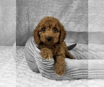Small #4 Goldendoodle (Miniature)