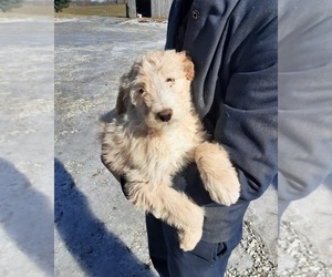 Poodle (Standard) Puppy for sale in CLARKRANGE, TN, USA