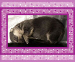 Small Photo #8 Pembroke Welsh Corgi Puppy For Sale in LOGAN, NM, USA
