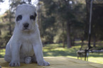 Puppy 3 Central Asian Shepherd Dog