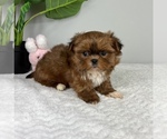 Small Photo #5 Mal-Shi Puppy For Sale in FRANKLIN, IN, USA