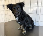 Small Mutt