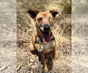 Shepradors Dogs for adoption in Chula Vista, CA, USA