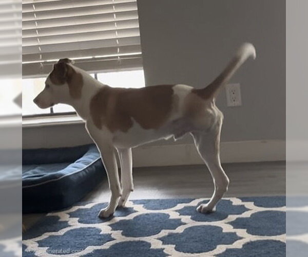 Medium Photo #1 Boxador Puppy For Sale in Genesee, WI, USA