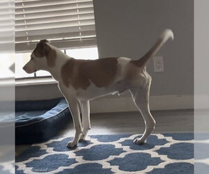 Boxador Dogs for adoption in Genesee, WI, USA