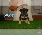 Small #1 American Bully