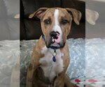 Small #22 Catahoula Leopard Dog Mix
