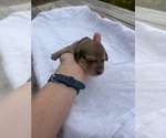 Small #2 Dachshund
