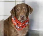 SWEET PEA - Female Labrador Retriever Dog for Adoption - Small photo