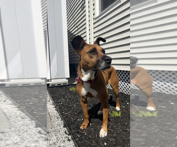 Medium Photo #11 Boxer-Unknown Mix Puppy For Sale in Boston, MA, USA