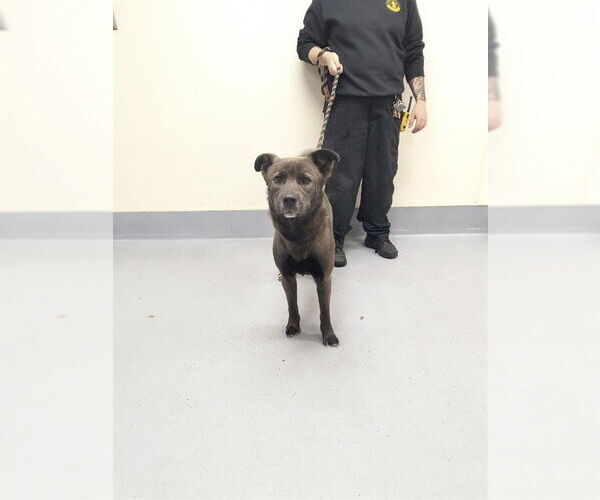 Medium Photo #1 Siberian Husky-Unknown Mix Puppy For Sale in Louisville, KY, USA