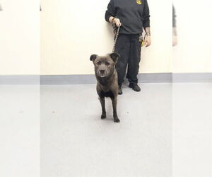 Siberian Husky-Unknown Mix Dogs for adoption in Louisville, KY, USA