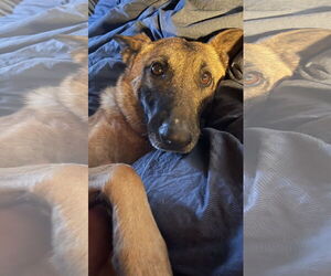 Mutt Dogs for adoption in Westminster, MD, USA