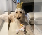 Small Photo #1 Goldendoodle Puppy For Sale in BREA, CA, USA