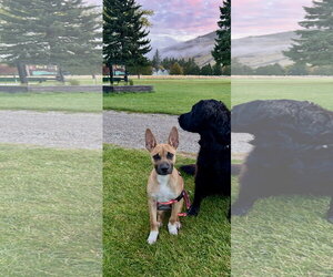 Gus - Male German Shepherd Dog-Unknown Mix Dog for Adoption - Photo #3