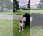 Small Photo #3 German Shepherd Dog-Unknown Mix Puppy For Sale in Polson, MT, USA