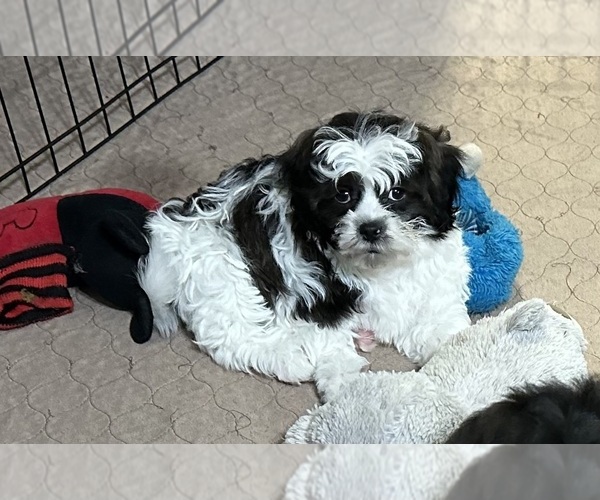 Medium Photo #1 ShihPoo Puppy For Sale in GLOUCESTER, VA, USA