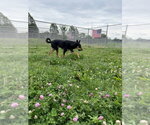 Small #1 Australian Kelpie Mix