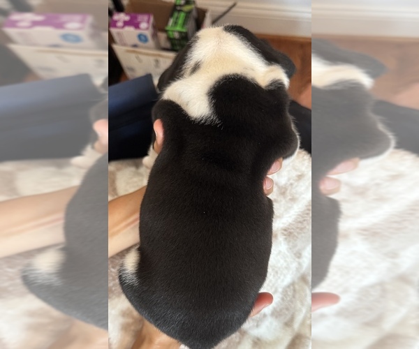 Medium Photo #2 English Bulldog Puppy For Sale in FAYETTEVILLE, NC, USA