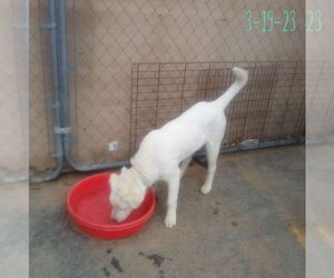 Neville of the Hogwarts family - Male Mutt Dog for Adoption - Photo #11