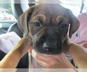 Black Mouth Cur Dogs for adoption in Ocala, FL, USA