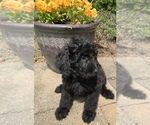 Puppy 4 Bernedoodle