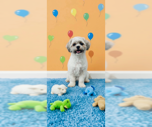 Tyler - Male Shih Tzu Dog for Adoption - Photo #12