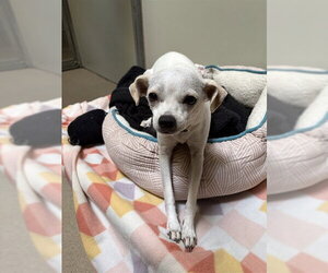 Chihuahua Dogs for adoption in Santa Maria, CA, USA