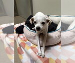 LUPITA - Female Chihuahua Dog for Adoption - Small photo