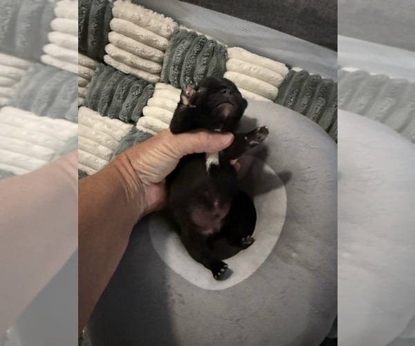 Medium Photo #16 French Bulldog Puppy For Sale in OPP, AL, USA