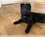 Small Photo #1 German Shepherd Dog Puppy For Sale in POWHATAN, VA, USA