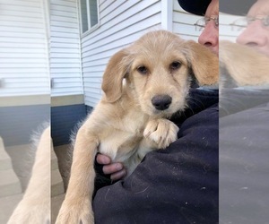 Labradoodle Puppy for Sale in ROCKFORD, Iowa USA