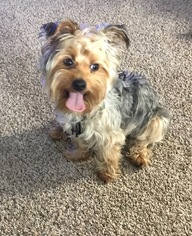 Yorkshire Terrier Puppy for sale in ANKENY, IA, USA