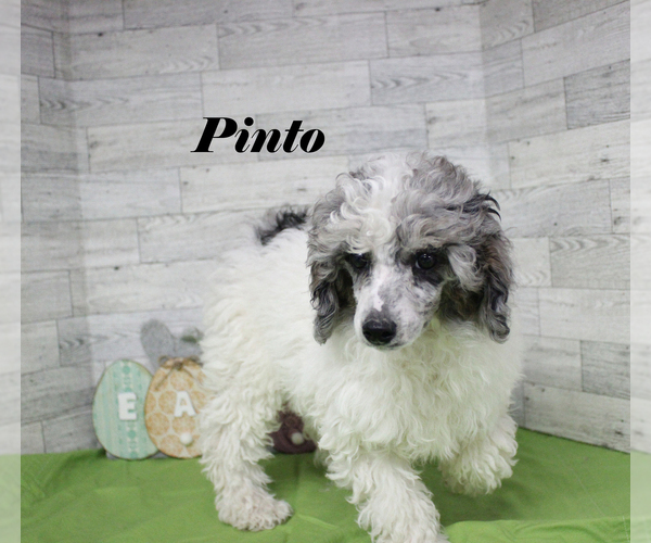 Medium Photo #2 Poodle (Toy) Puppy For Sale in CHANUTE, KS, USA