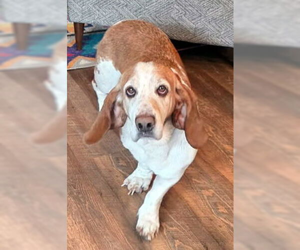 Medium Photo #1 Basset Hound Puppy For Sale in Deepwater, NJ, USA