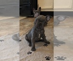 Puppy 7 French Bulldog
