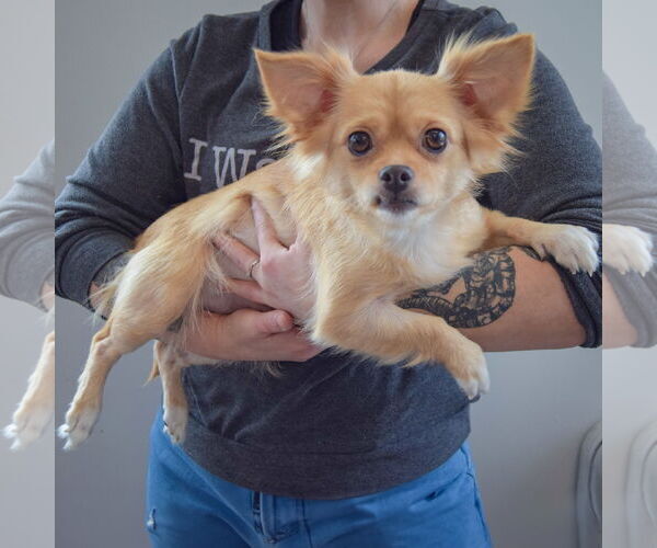 Medium Photo #2 Chiranian Puppy For Sale in Huntley, IL, USA