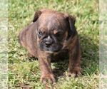 Small #2 Bulldog