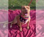 Small #1 Staffordshire Bull Terrier