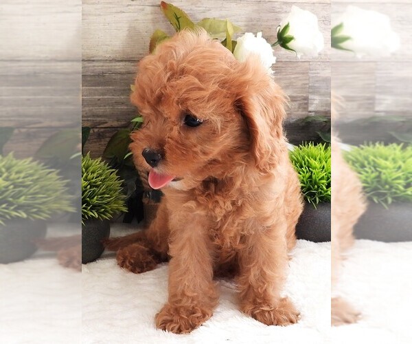Medium Photo #2 Cavapoo Puppy For Sale in CARLISLE, KY, USA
