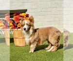Small #1 Pembroke Welsh Corgi Mix