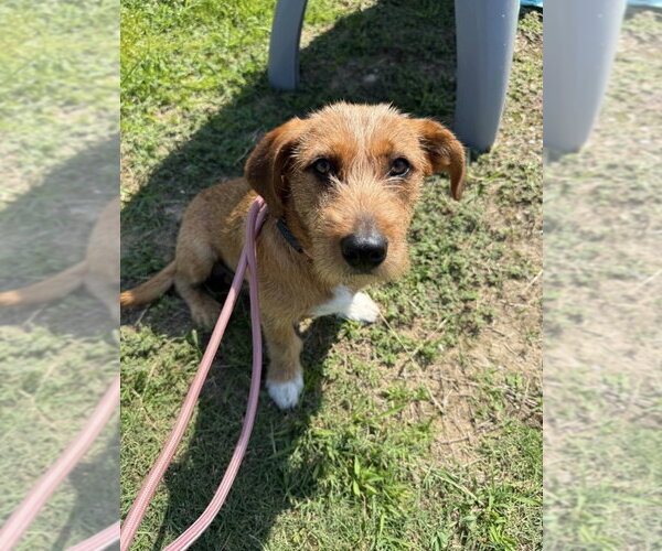 Medium Photo #3 Mutt Puppy For Sale in Boston, MA, USA