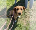 Small #2 Mutt