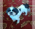 Small Photo #8 Shih Tzu Puppy For Sale in St. Louis Park, MN, USA