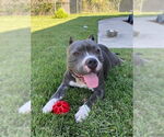 Small #2 American Pit Bull Terrier Mix
