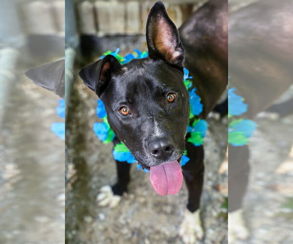 Medium Photo #1 Mutt Puppy For Sale in Chattanooga, TN, USA