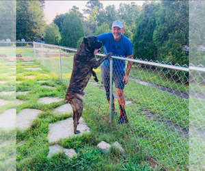 Father of the Cane Corso puppies born on 06/19/2022