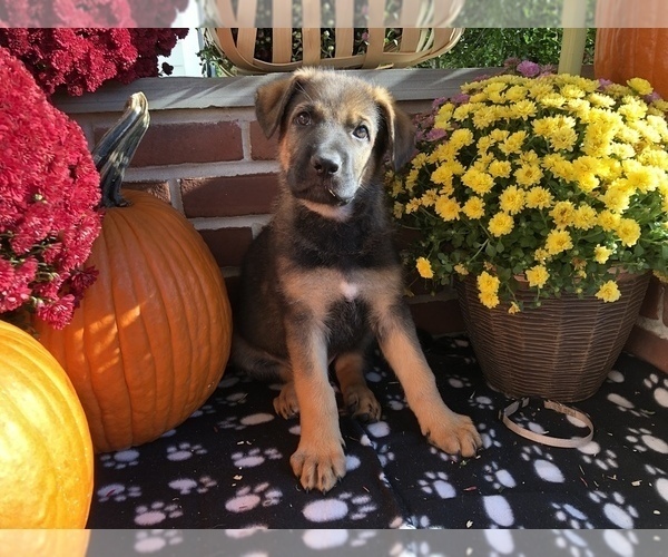 Medium Photo #1 German Shepherd Dog Puppy For Sale in HAMILTON, NJ, USA