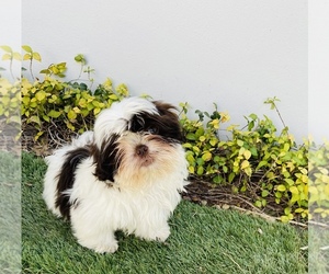 Shih Tzu Puppy for sale in EAGLE PASS, TX, USA