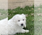 Small #6 Great Pyrenees